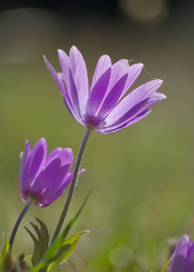 Two delicate purple flowers in soft sunlight.