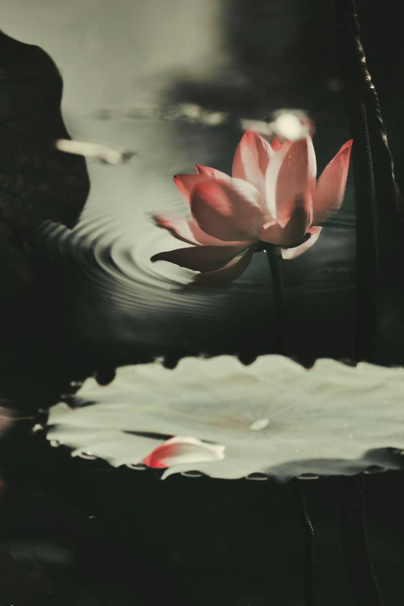 A pink lotus flower blooms in the water.