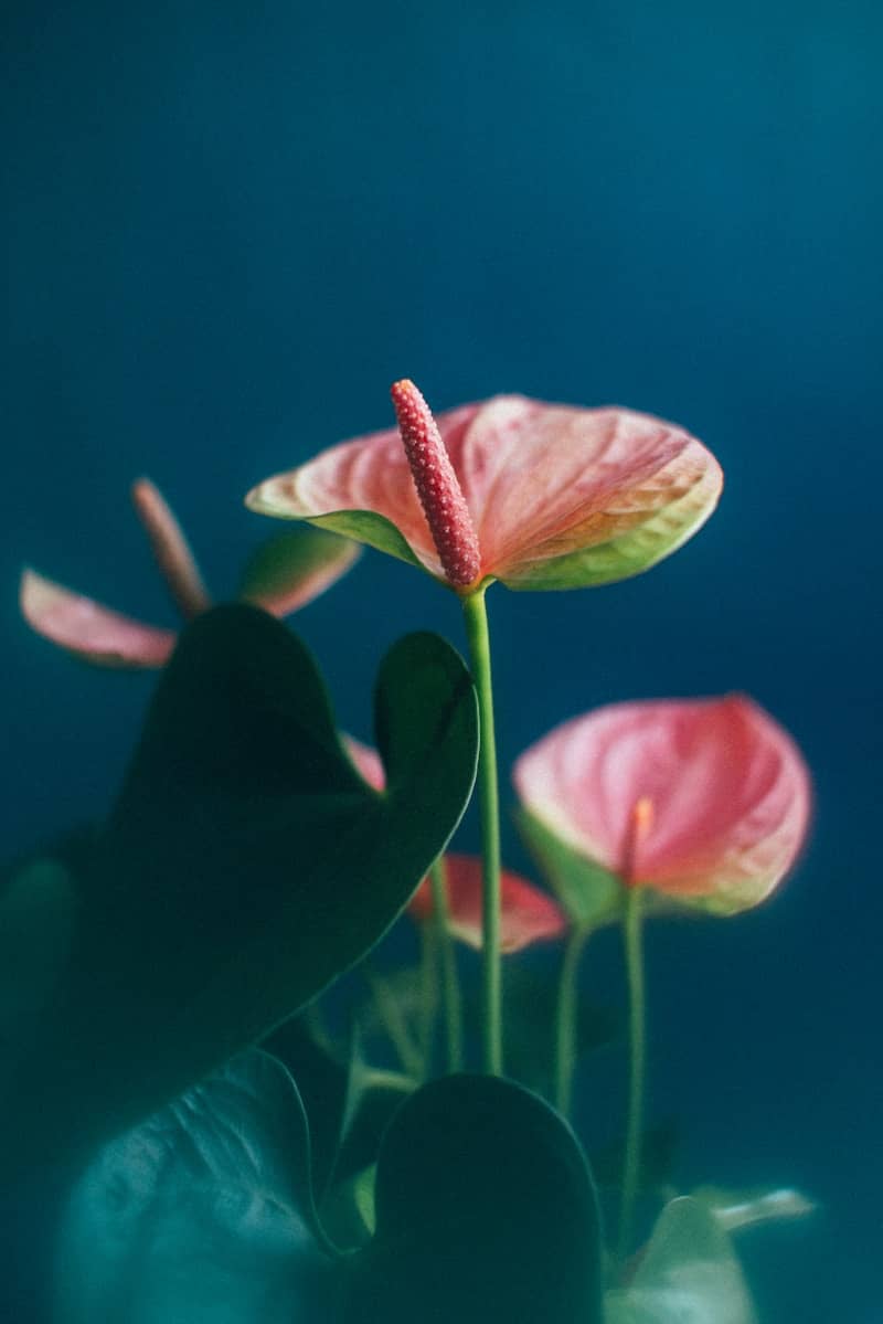 Pink anthurium flowers against a dark blue background