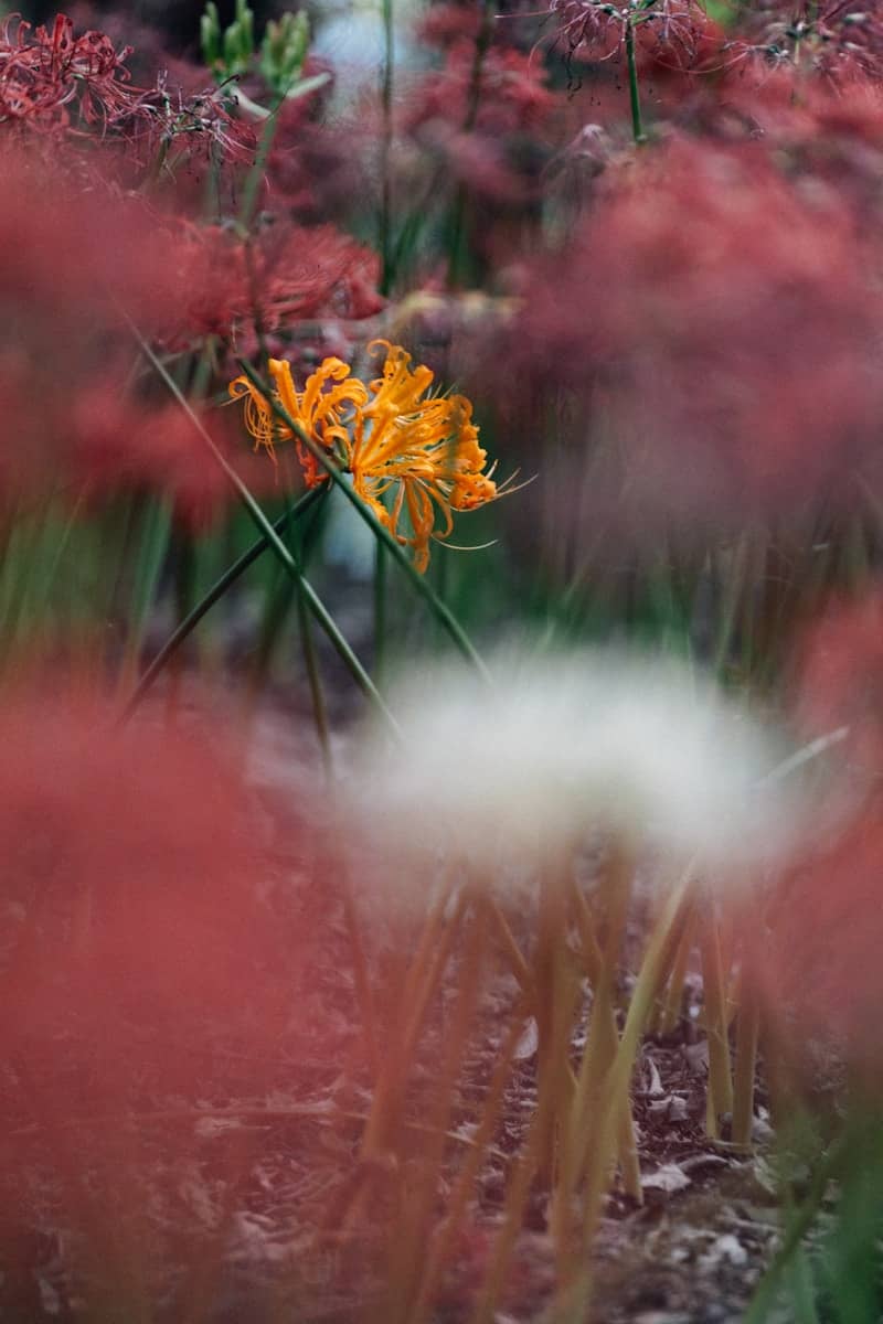 A single orange spider lily stands out among red ones.