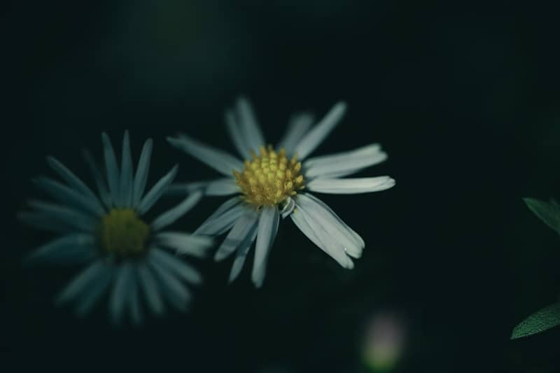 Two white daisies against a dark background.