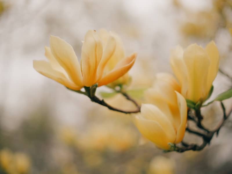 Yellow magnolia flowers blossom on a branch.