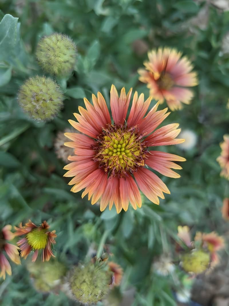 A close-up of a vibrant indian blanket flower in bloom.