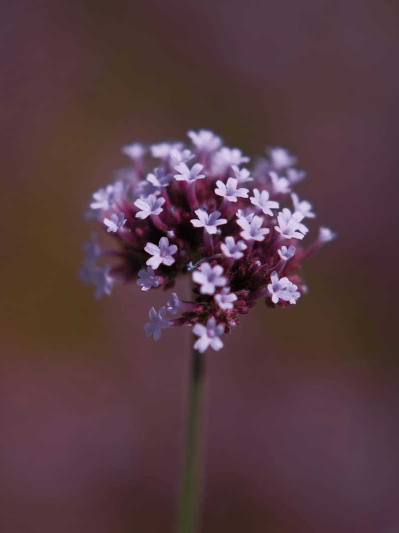 A macro view of a purple verbena flower cluster against a blurred background
