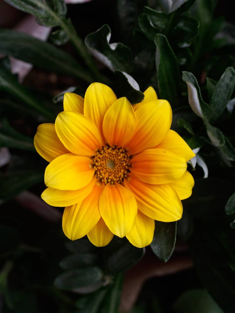 A bright yellow and orange gazania flower blooms.