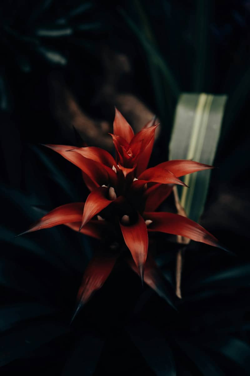 A vibrant red bromeliad flower blooming amidst dark green foliage