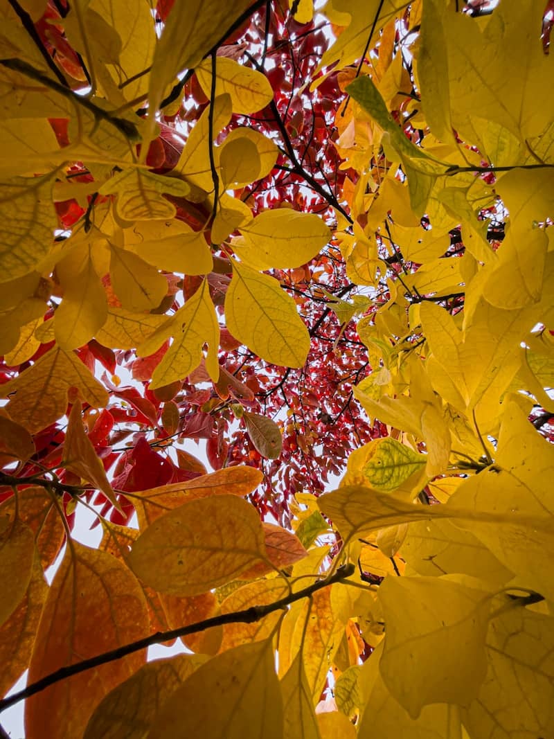 Yellow and red autumn leaves against a bright sky.