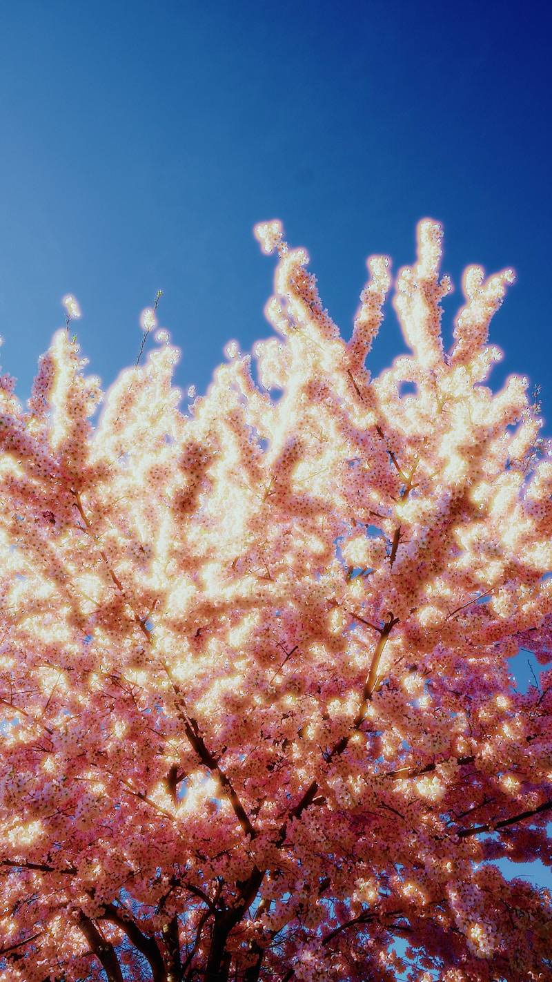 Pink cherry blossoms against a clear blue sky.