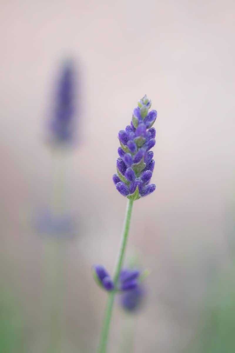 A single vibrant lavender flower against a soft background.