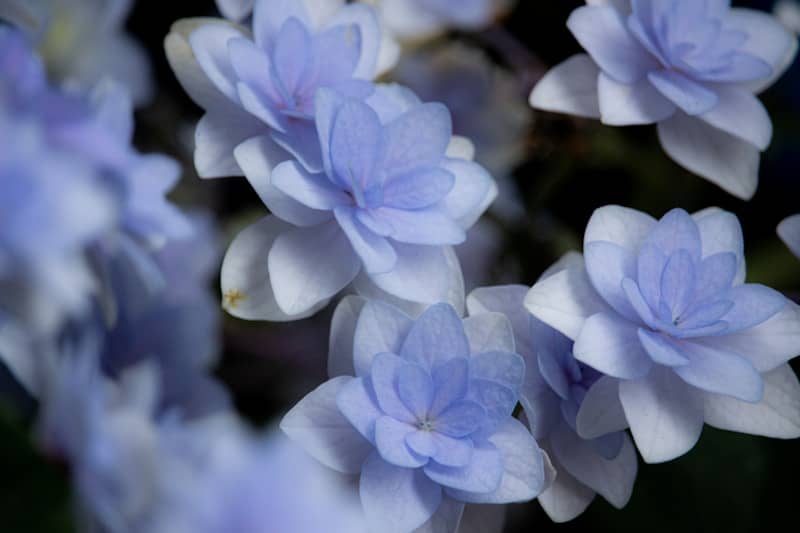 Beautiful light blue and white hydrangea flowers.