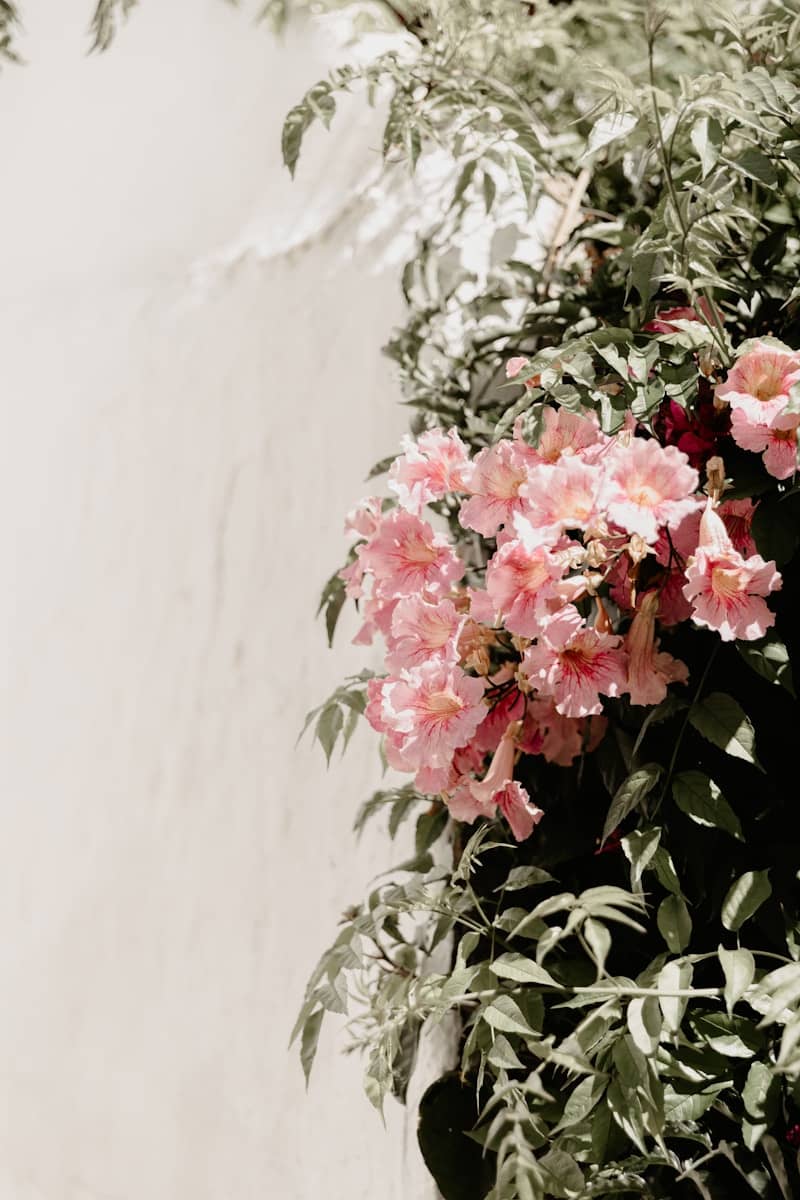 Pink flowers bloom against a white wall.