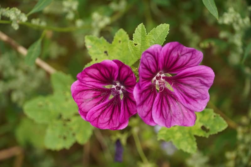 Two vibrant purple flowers bloom amongst green leaves.