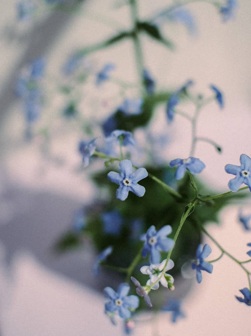 Delicate blue forget-me-not flowers in soft light.