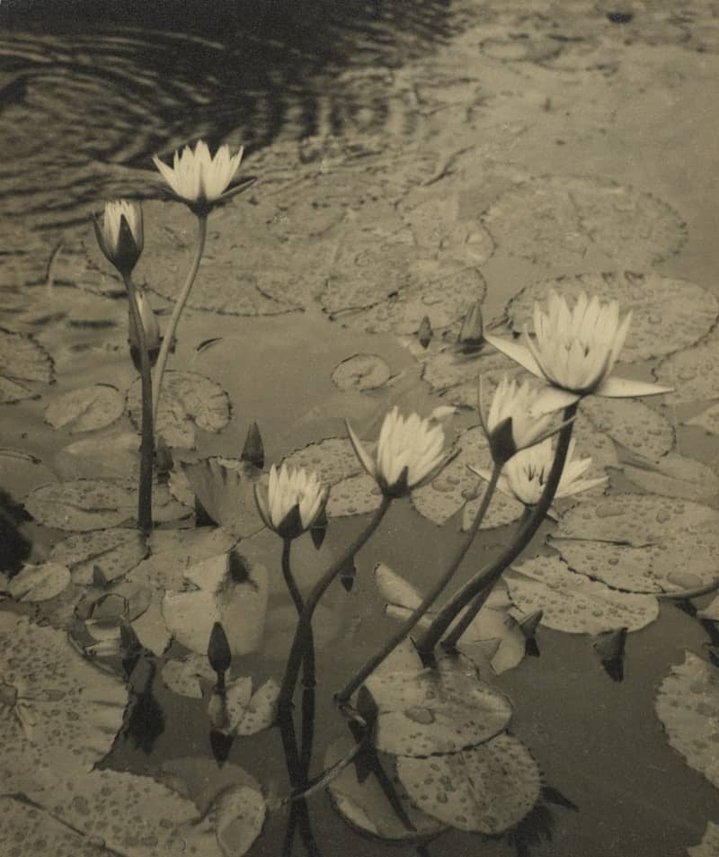 Water lilies floating on a calm pond surface.