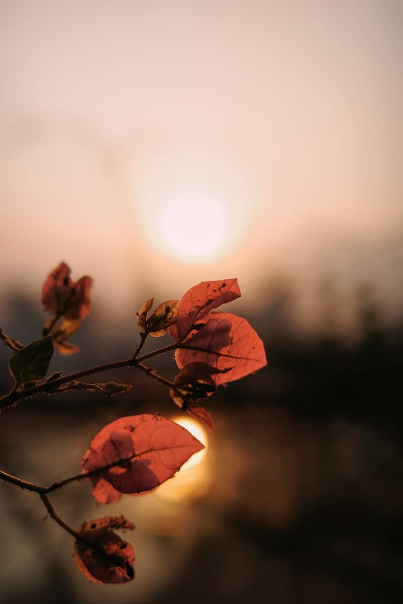 Close-up of pink bougainvillea flowers at sunset.