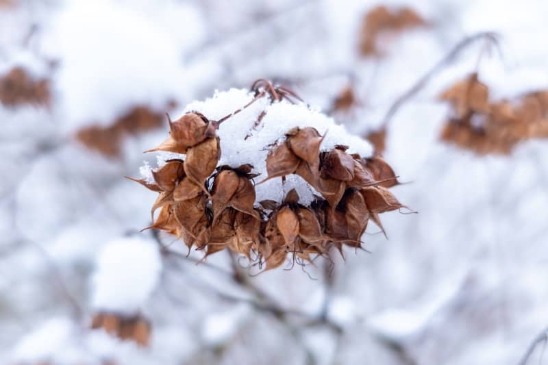 Dried seed pods covered in fresh snow