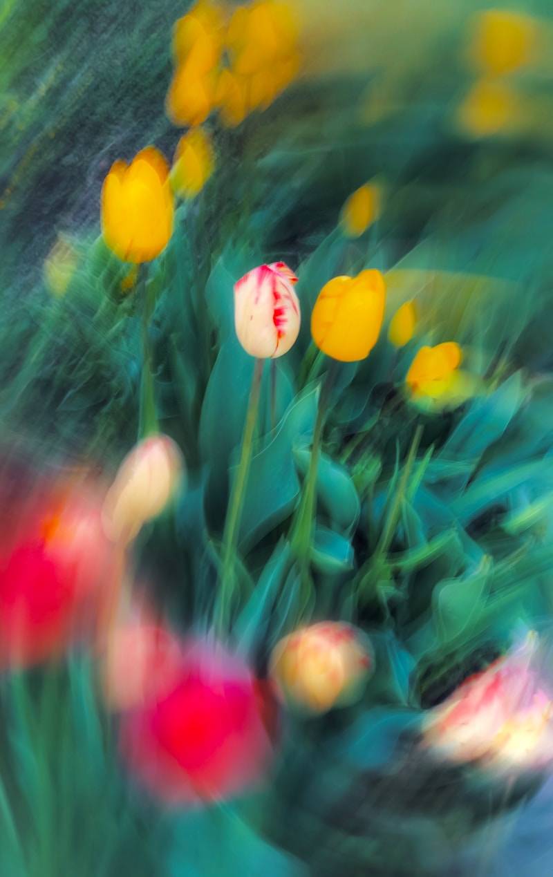 Blurred flowers bloom in an impressionistic garden.
