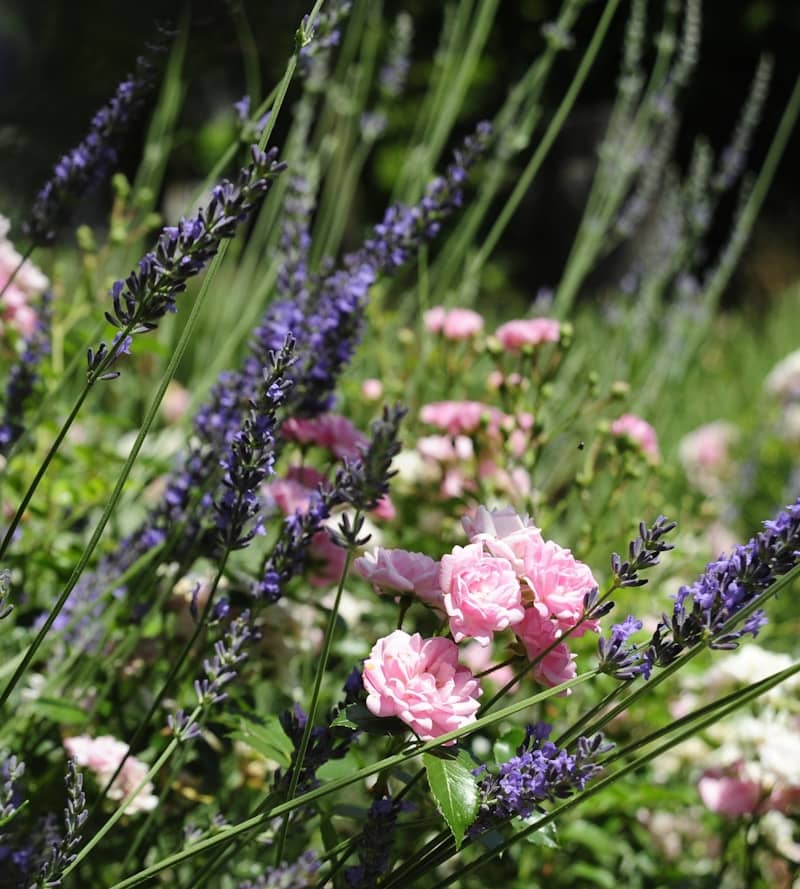Lavender and pink roses bloom together in a garden.