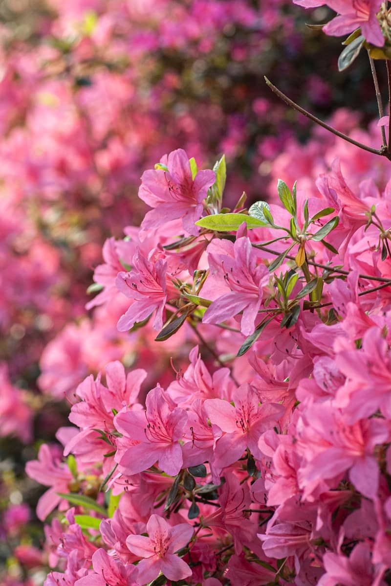 A bush full of vibrant pink azalea flowers.