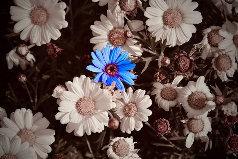 A single blue flower stands out among white flowers.