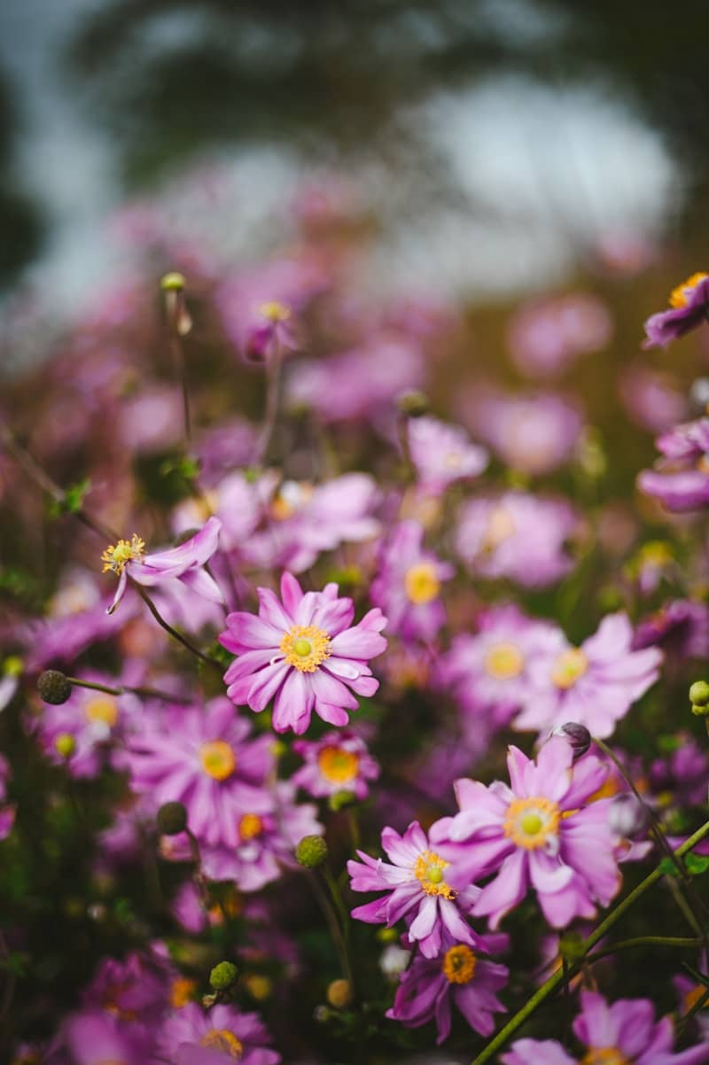 Field of delicate pink japanese anemone flowers.