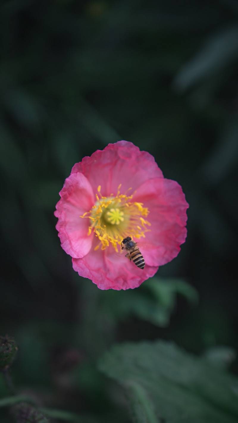 A bee lands on a pretty pink flower.