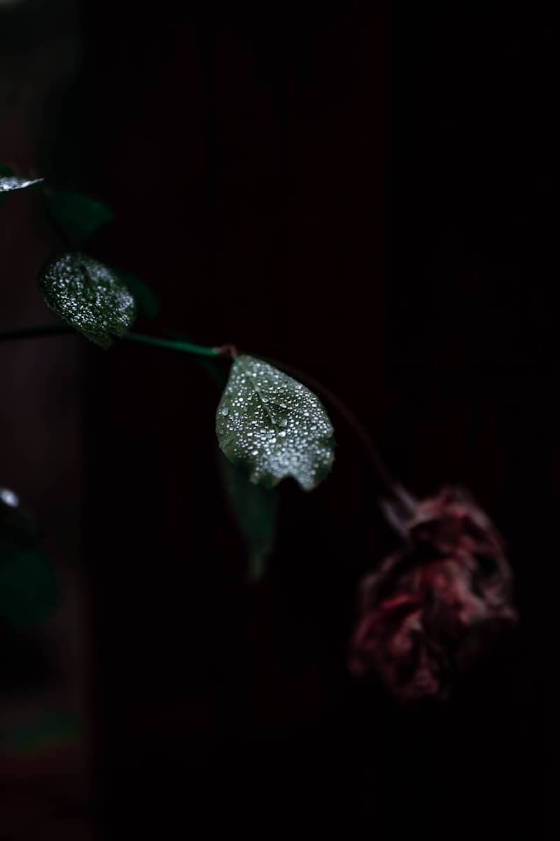Dew drops on green leaves with wilted flower