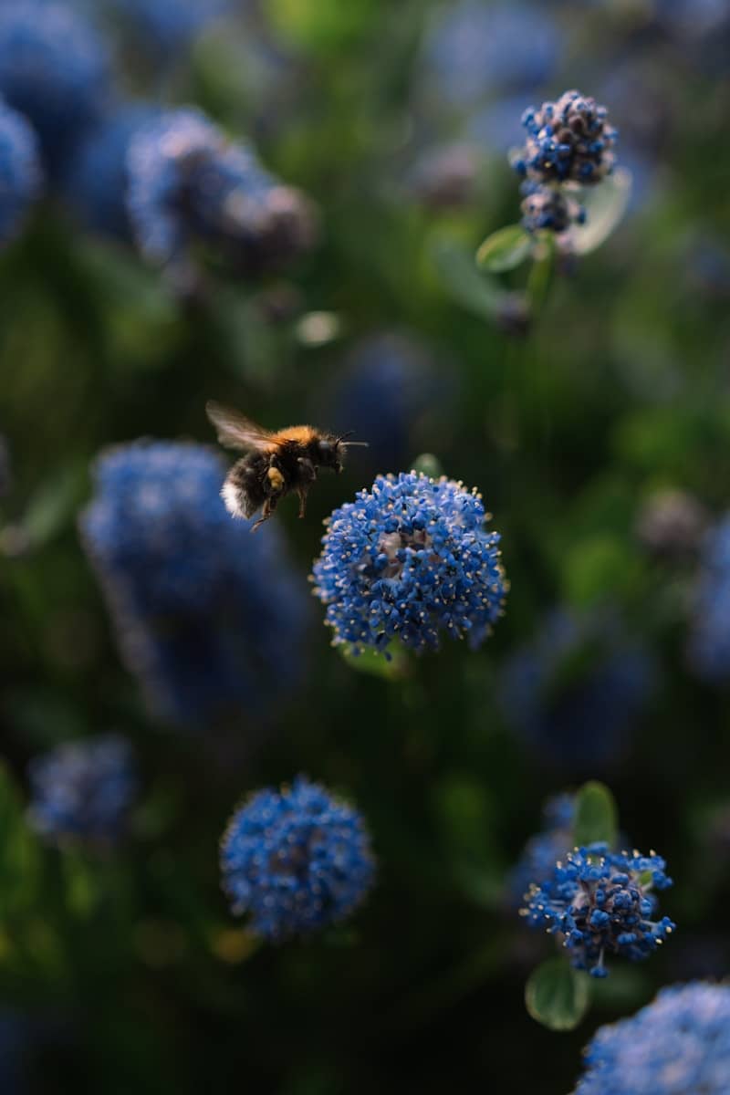 A bee flies toward blue flowers.