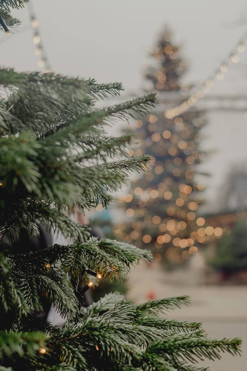 Christmas trees decorated with lights outdoors
