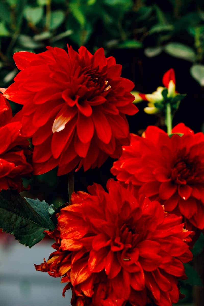 Three vibrant red dahlia flowers bloom