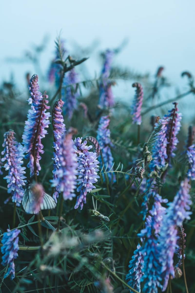 Purple wildflowers bloom in a hazy landscape.