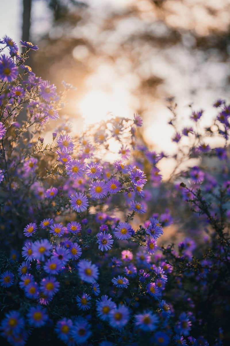 Purple asters bloom in warm, hazy sunlight.