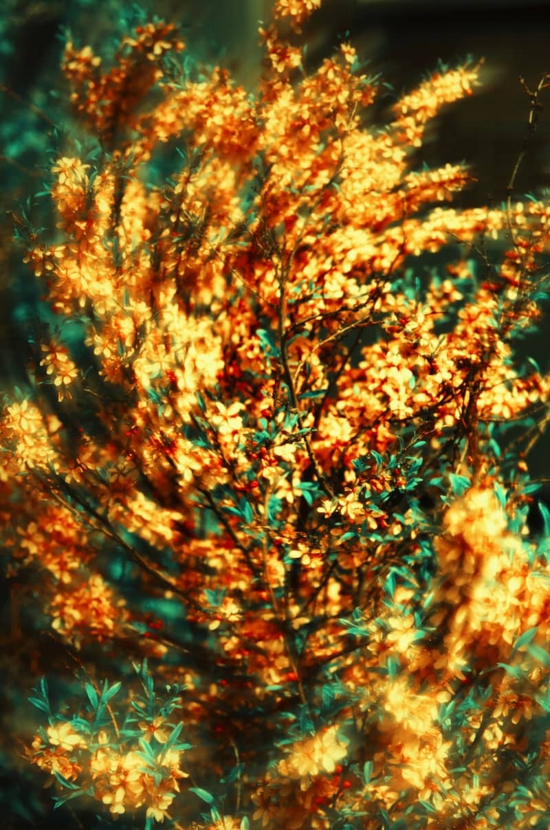 Golden flowers bloom vibrantly against the shadows.