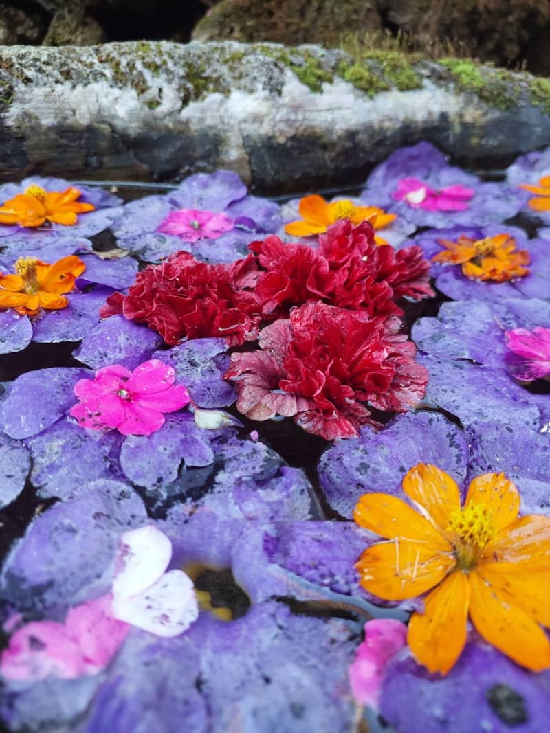 Colorful flowers float in water, creating a beautiful scene.