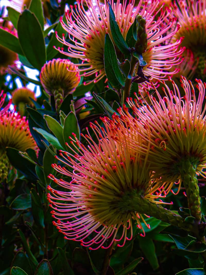 Pink and yellow pincushion protea flowers blooming among dark green leaves