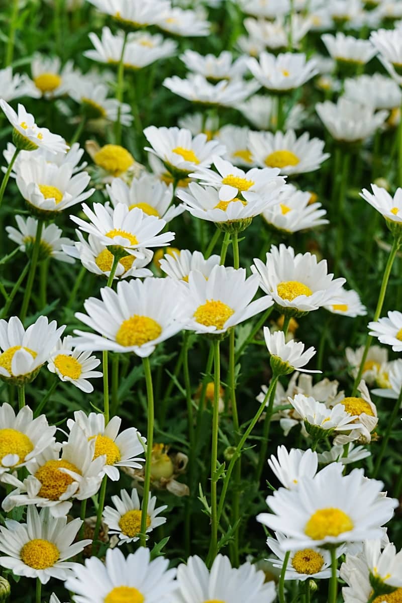 Field of beautiful white daisies in full bloom.