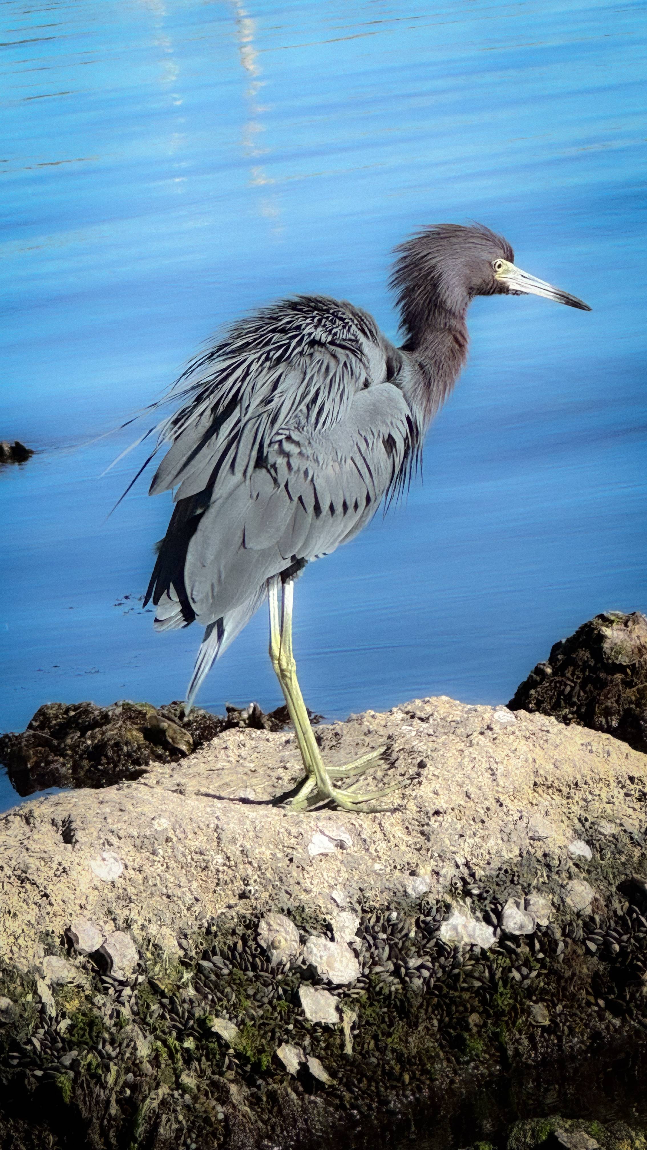A fluffly Little Blue Heron perched on an oyster & mussel-covered rock.