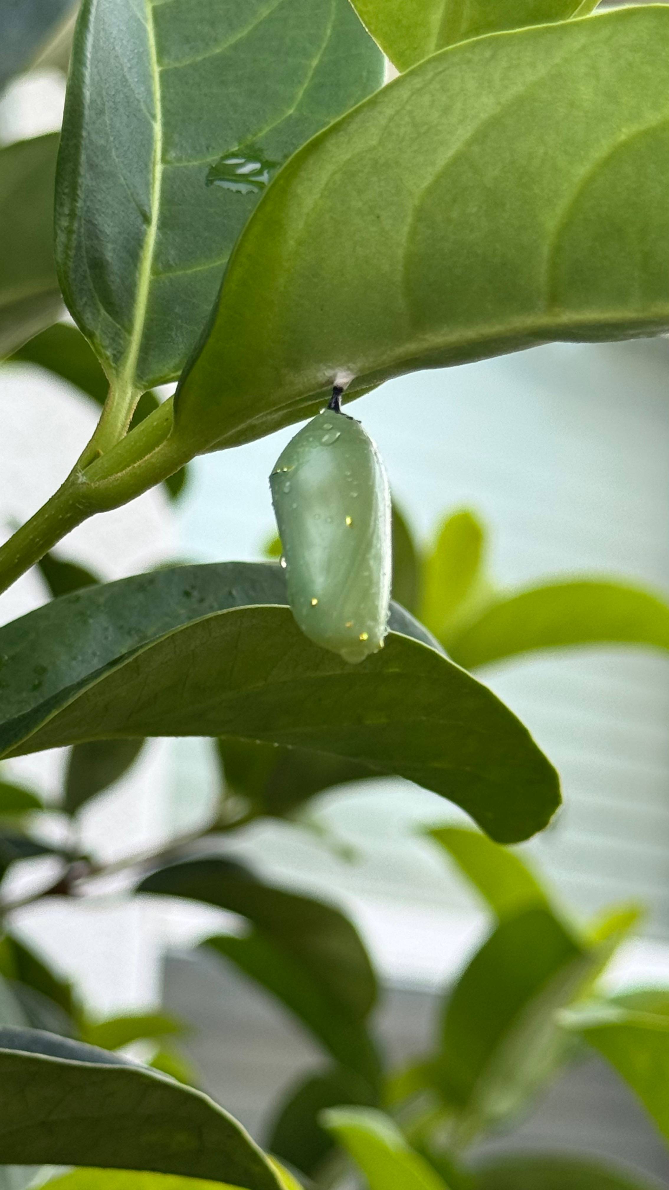 Close-up of a jade-green monarch butterfly chrysalis hanging from a plant, with glossy broad leaves creating a soft, blurred background in natural lighting.