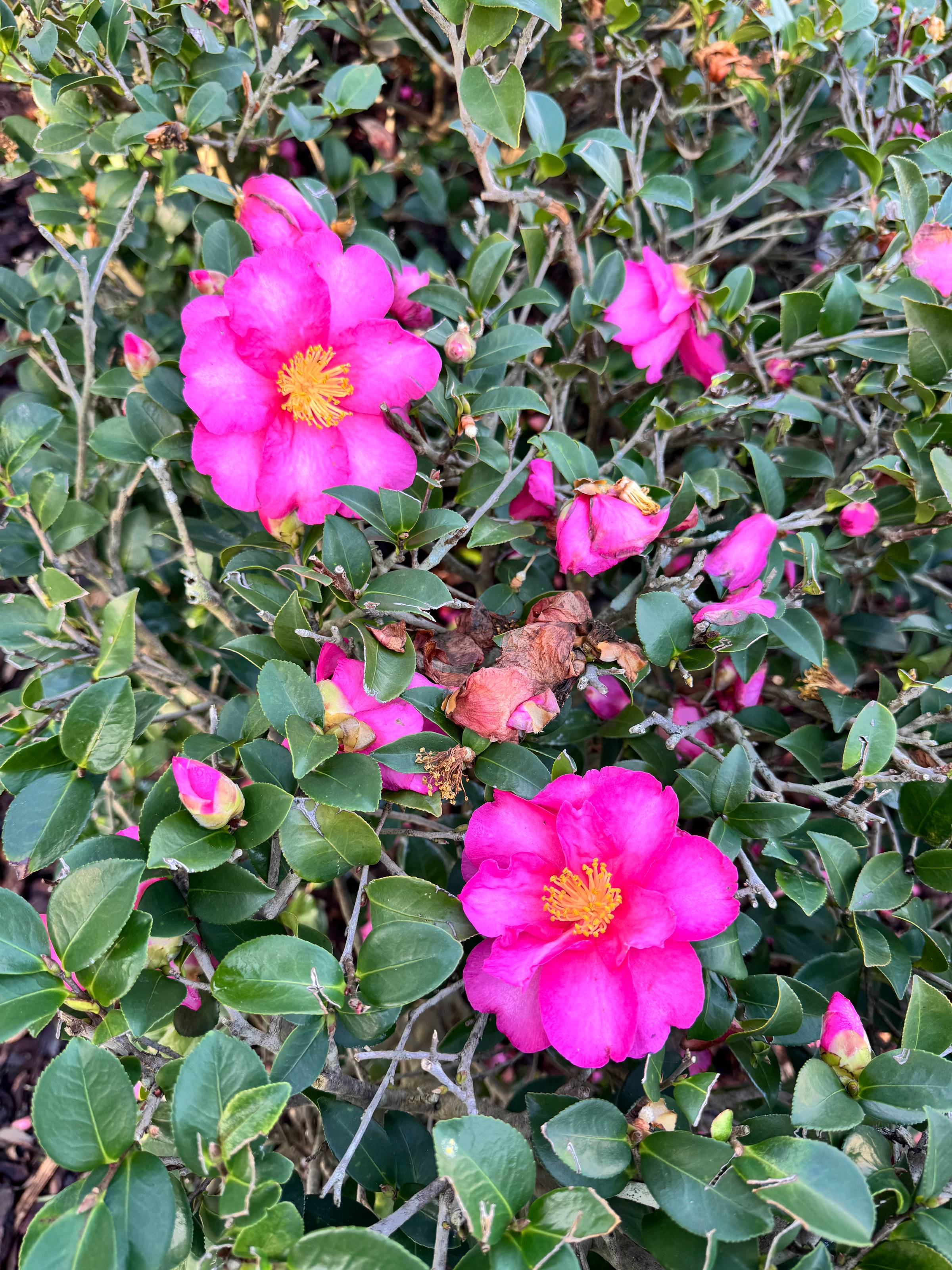 Two blooming common camellia or Japanese camellia flowers with bright pink fpetals and spiky yellow stamens, surrounded by many closed buds and waxy green leaves.
