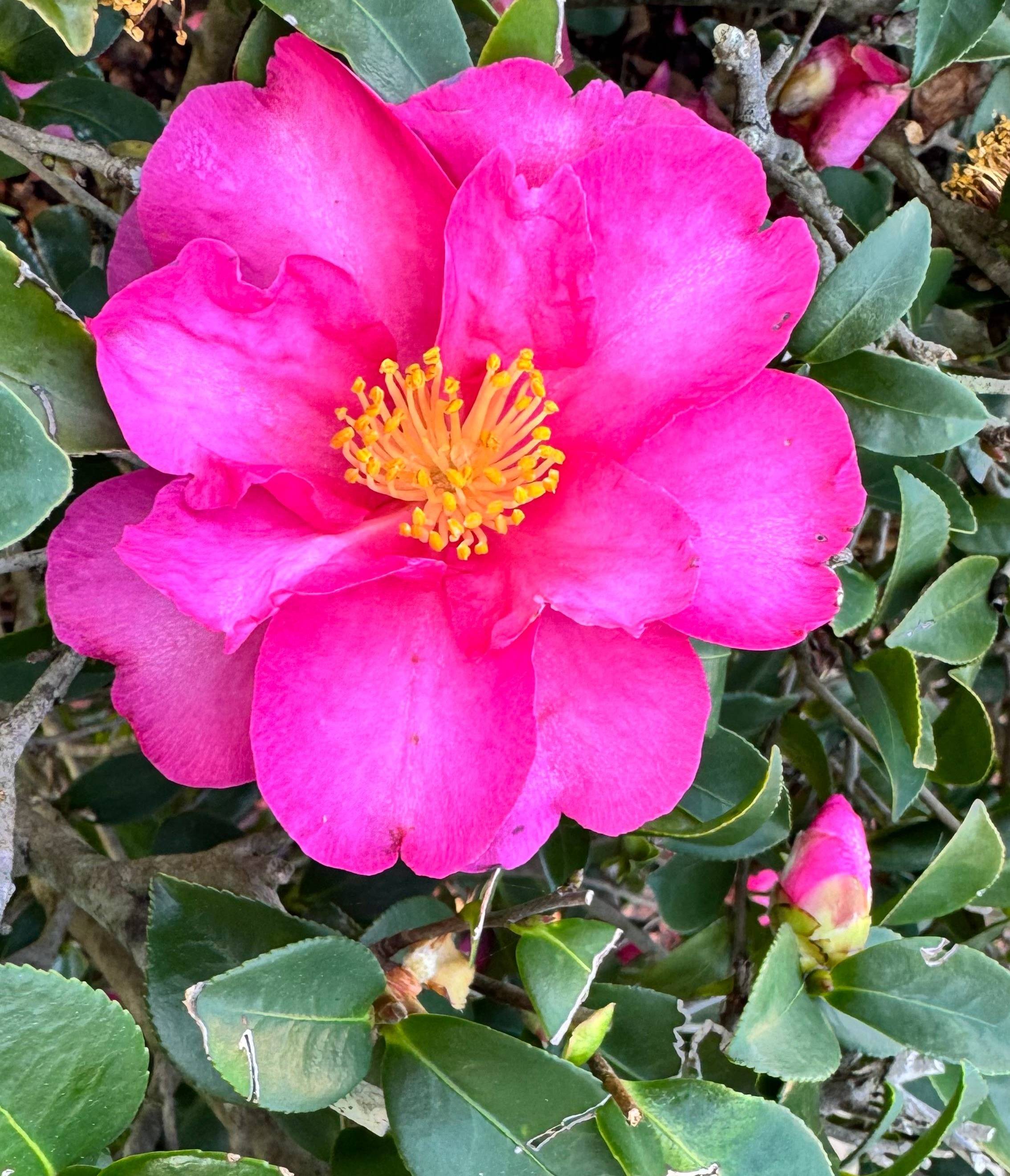 A close up of one blooming common camellia or Japanese camellia flowers with bright pink petals and spiky yellow stamens, surrounded by many closed buds and waxy green leaves.