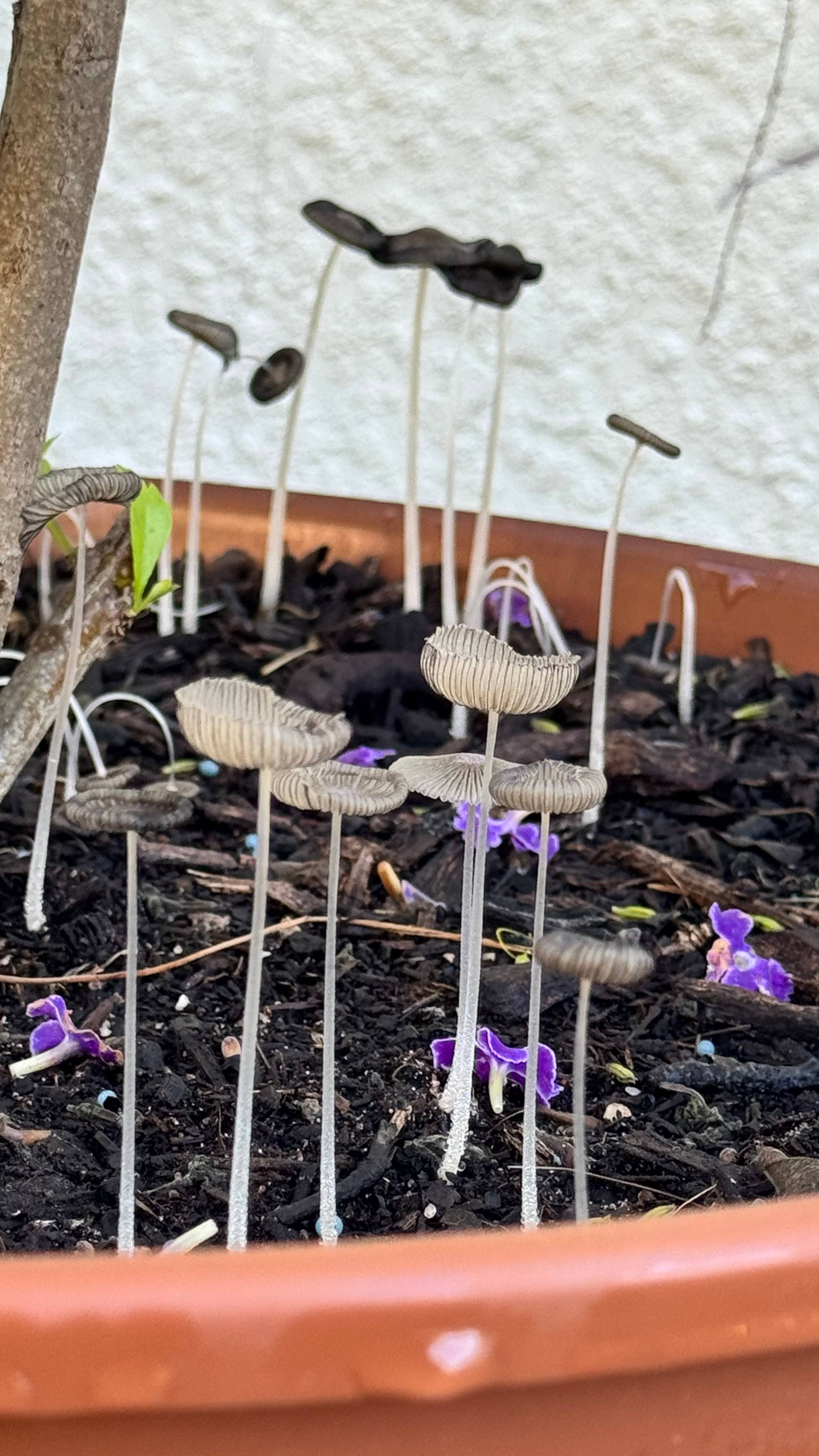 Thin, tall mushrooms poking out from dark brown soil, surrounded by fallen purple flower petals. 
