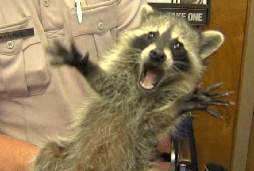 Cute raccoon with his mouth open and hands splayed out like he's excited 