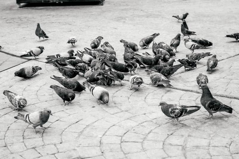 A large group of pigeons foraging on a paved stone plaza.