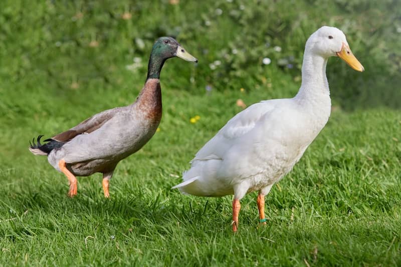 Two ducks standing in green grass