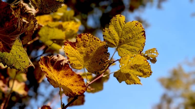 Autumn leaves against a clear blue sky.