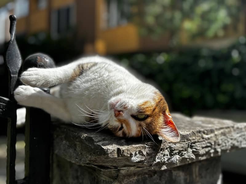 A cat sleeping on a stone wall in the sun.