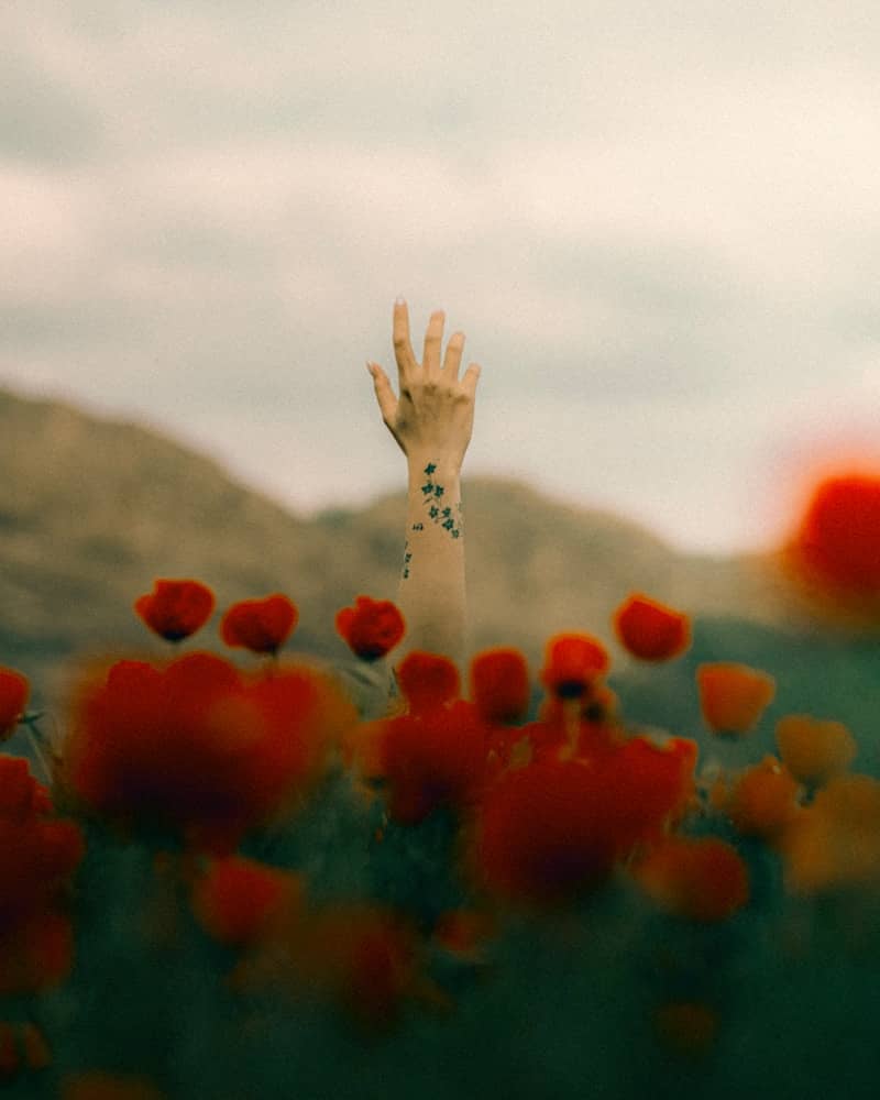 A hand reaches up from a field of red poppies
