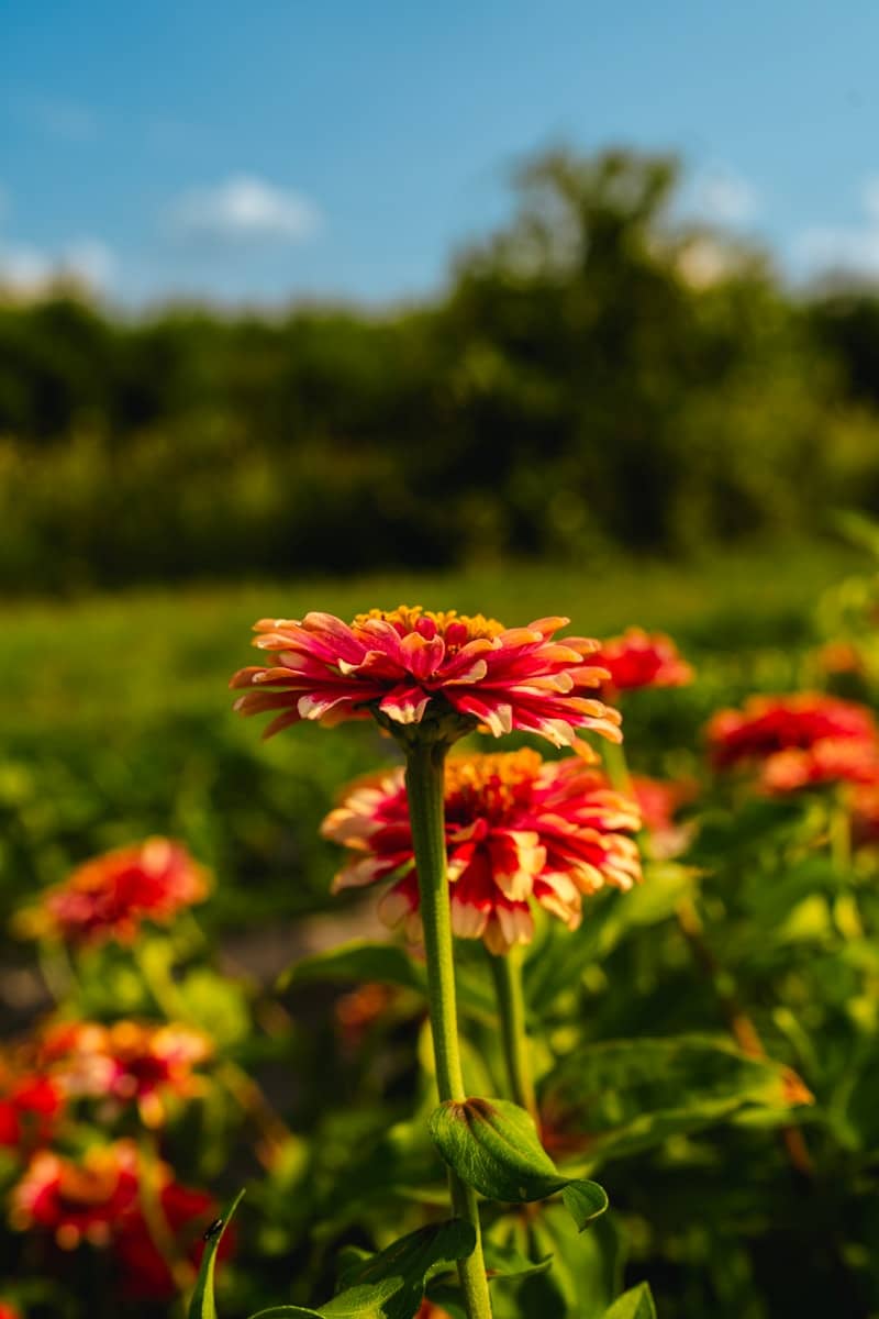 Red and yellow zinnia flowers blooming in a sunny field.