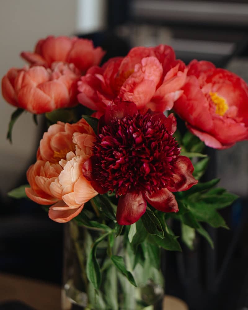 A vase of colorful peonies.