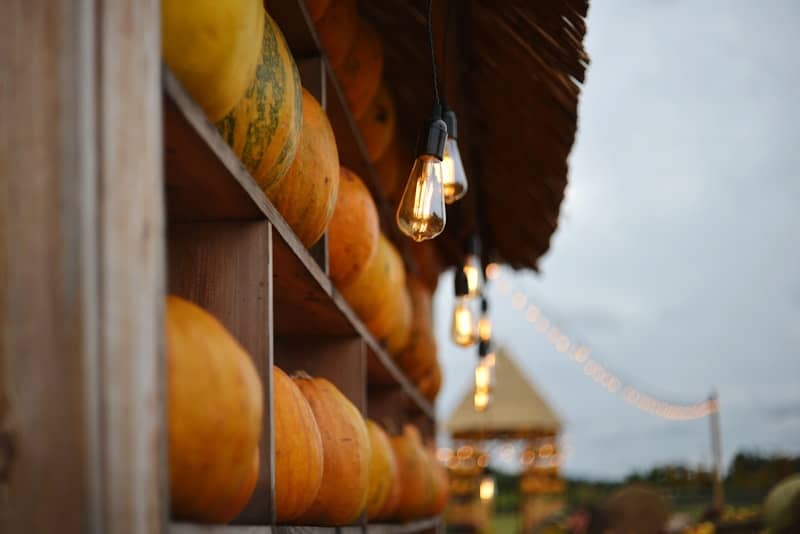 Rows of pumpkins displayed on wooden shelves with lights.